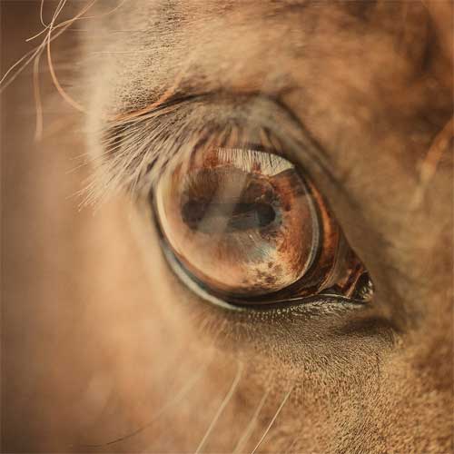 horse eye bay